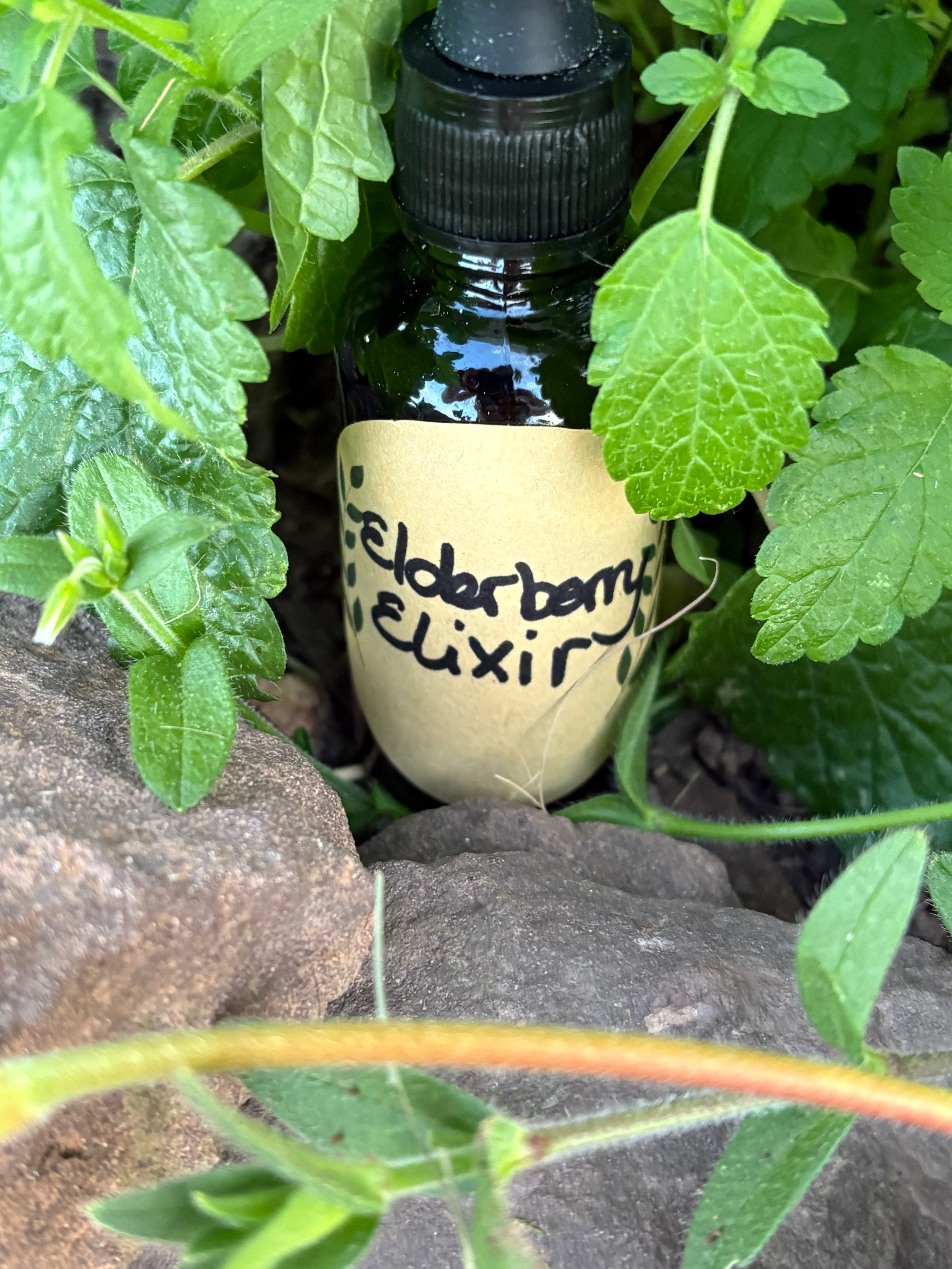Elderberry tincture